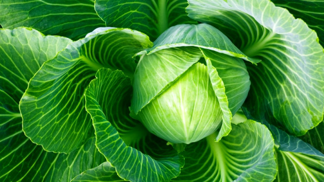 Похрустим? Польза и вред молодой капусты