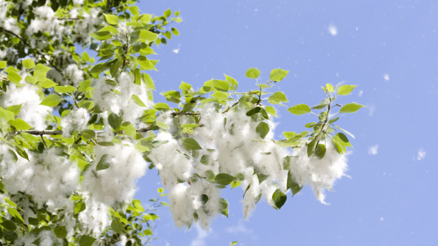 аллергия на тополиный пух