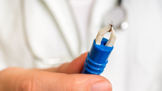 клещевые инфекции