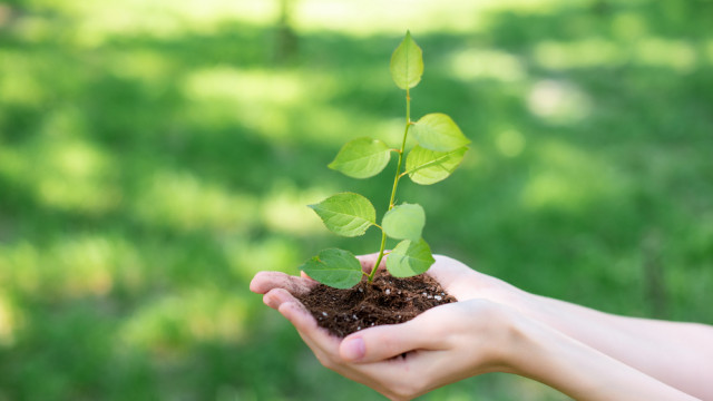 Озеленення заради мабутнього: у Філіпінах кожен випускник має посадити 10 дерев