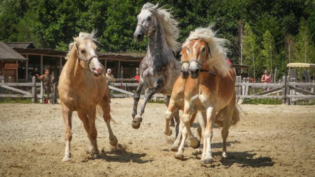 "Небесные кони": уникальная шоу-программа для любителей лошадей и древнеславянской культуры