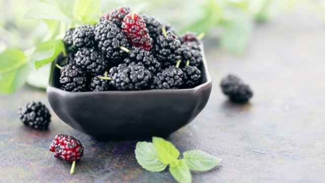 Летние ягоды: чем полезна шелковица
