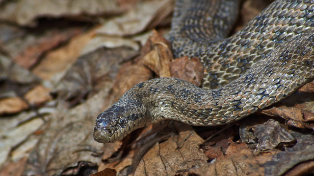 что делать если укусила змея