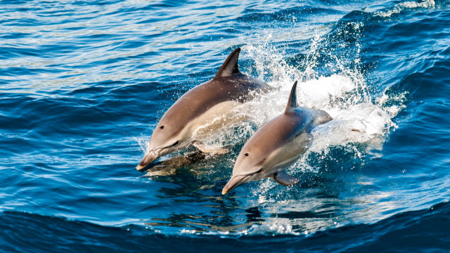 дельфины пленники