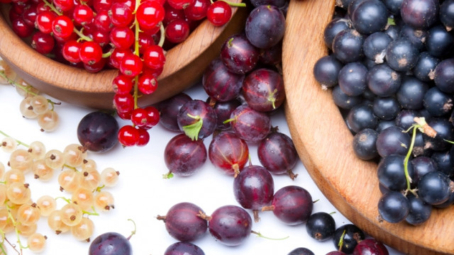 Черная, белая, красная: чем полезна смородина