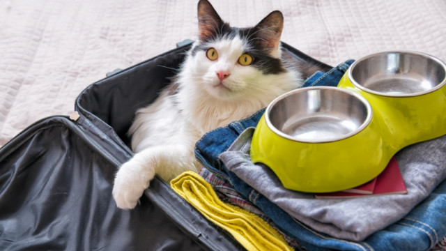 Ми веземо з собою кота: як подорожувати з домашнми улюбленцями?