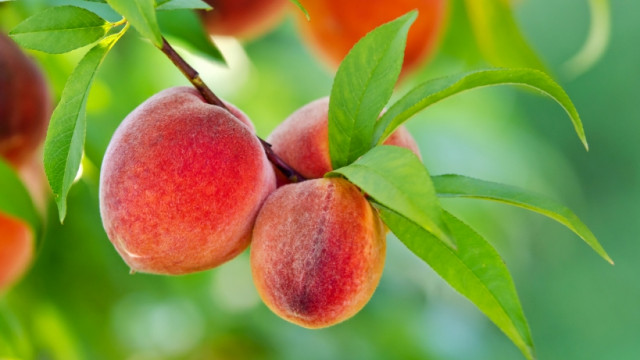 Освідчитися в коханні: ТОП-7 корисних властивостей персика