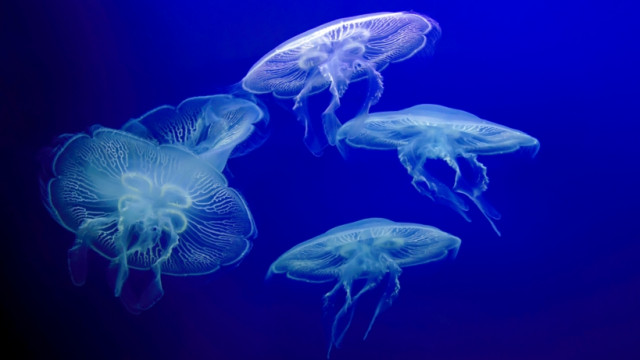 Медузи: чи варто їх побоюватися та що робити, якщо вас ужалили